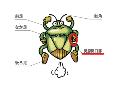 カメムシ臭腺開口部