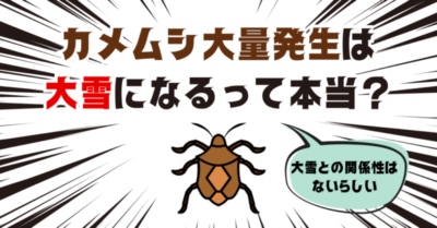 カメムシ大量発生は大雪になるって本当?大雪との関係性はないらしい